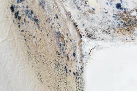 Best Emergency Mold Remediation  in Chlicothe, IL